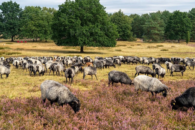 Heidschnucken herd, in the Höpener Heide, Schneverdingen, heather blossom of the broom heather, in the Lüneburg Heath nature reserve, Lower Saxony, Germany, Europe