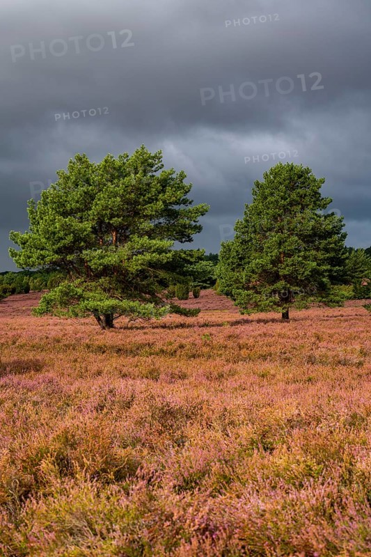 Flowering heath, heather and juniper bushes, near Wilseder Berg, in the Lüneburg Heath nature reserve, Lower Saxony, Germany, Europe