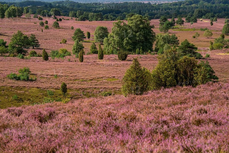 Flowering heath, heather and juniper bushes, near Wilseder Berg, in the Lüneburg Heath nature reserve, Lower Saxony, Germany, Europe