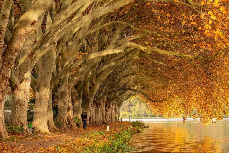 Platanen Allee, lakeside path on Lake Baldeney, near Haus Scheppen, in Essen, autumn, North Rhine-Westphalia, Germany, Europe