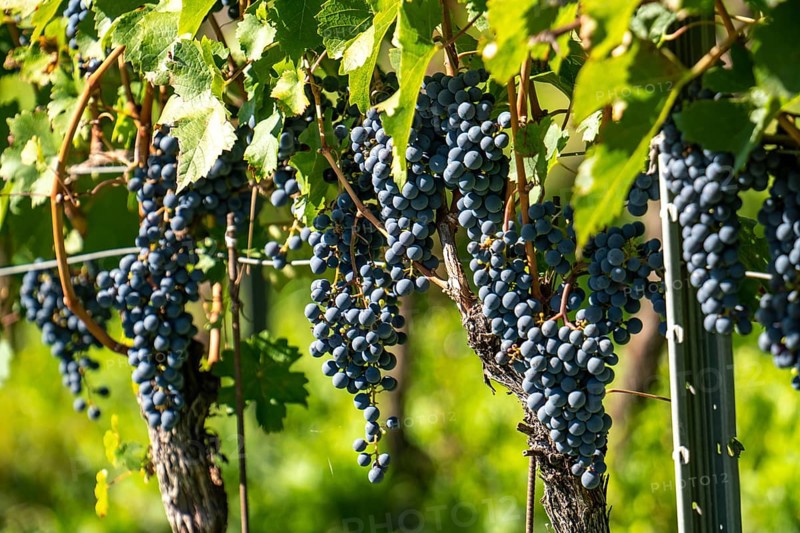Wine-growing, in the Adige Valley, near Tramin on the wine route, red wine vines, South Tyrol, Italy, Europe