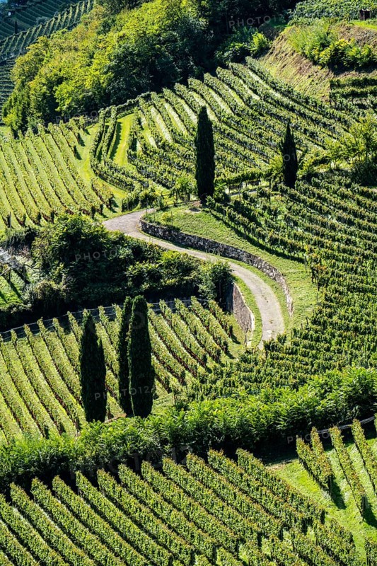 Landscape in the Adige Valley, in South Tyrol, above the village of Tramin, vineyards dominate the mountain slopes, home of the Gewürztraminer grape, Italy, Europe