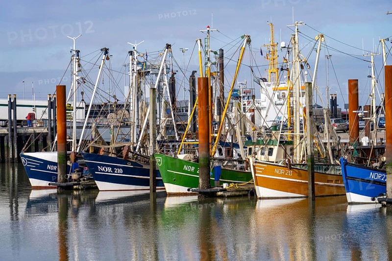 Fishing boats, shrimp boats in the harbour of Norddeich, Lower Saxony, Germany, Europe