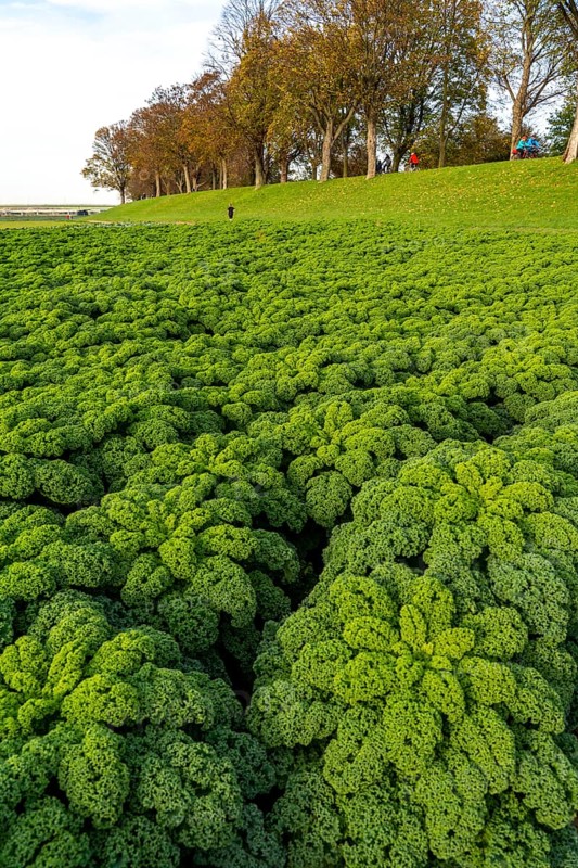 Kale field, growing area in the south of Düsseldorf, Volmerswerth district, on the Rhine, North Rhine-Westphalia, Germany, Europe