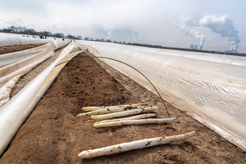 Asparagus harvest in the Rhineland, asparagus pickers at work in an asparagus field covered with plastic sheeting to allow the asparagus to grow better in the cold spring, Dormagen-Broich, North Rhine-Westphalia, Germany, Europe