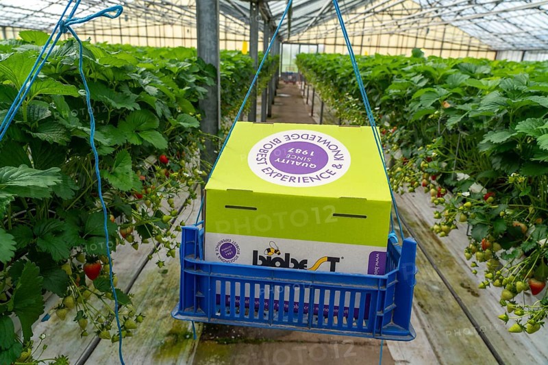 Hummmelkasten, with a bumblebee colony pollinating the plants, strawberry cultivation in the greenhouse, young strawberry plants grow up, in different stages of ripeness are individually watered and supplied with nutrients by drip irrigation, they grow in a substrate culture in raised beds, near Dormagen, Rhineland, North Rhine-Westphalia, Germany, Europe