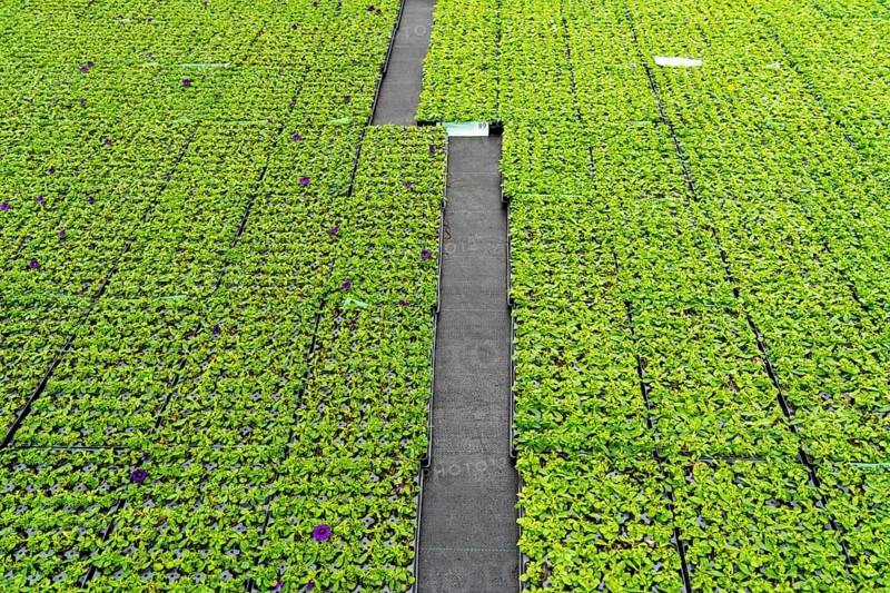 Horticultural business, greenhouse, flower pots, young plants, cape daisies, osteospermum, growing up, Straelen, North Rhine-Westphalia, Germany, Europe