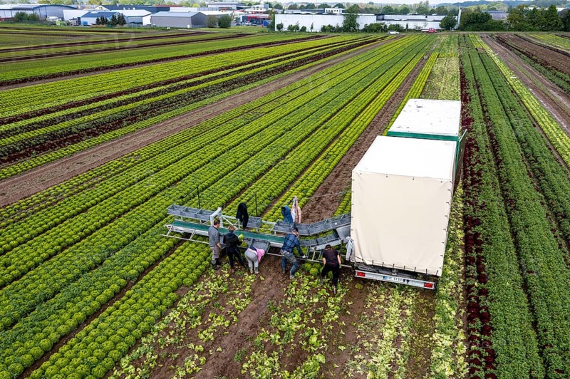 Harvesting Lollo Bianco lettuce, harvest workers cut off the lettuce heads, clean them and put them in boxes, they are washed in the trailer and packed for the customers, North Rhine-Westphalia, Germany, Europe