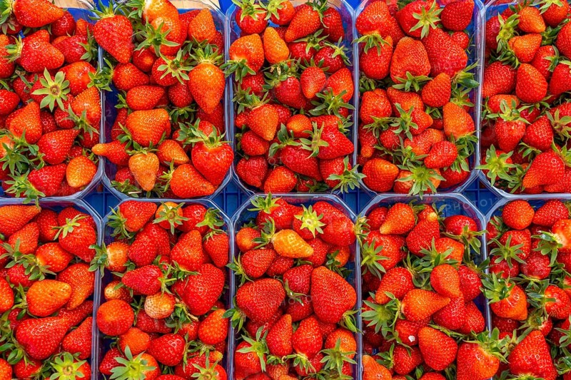 Harvest of strawberries, strawberry cultivation in the open, under a foil tunnel, young strawberry plants growing, in different stages of ripeness, near Dormagen, Rhineland, North Rhine-Westphalia, Germany, Europe