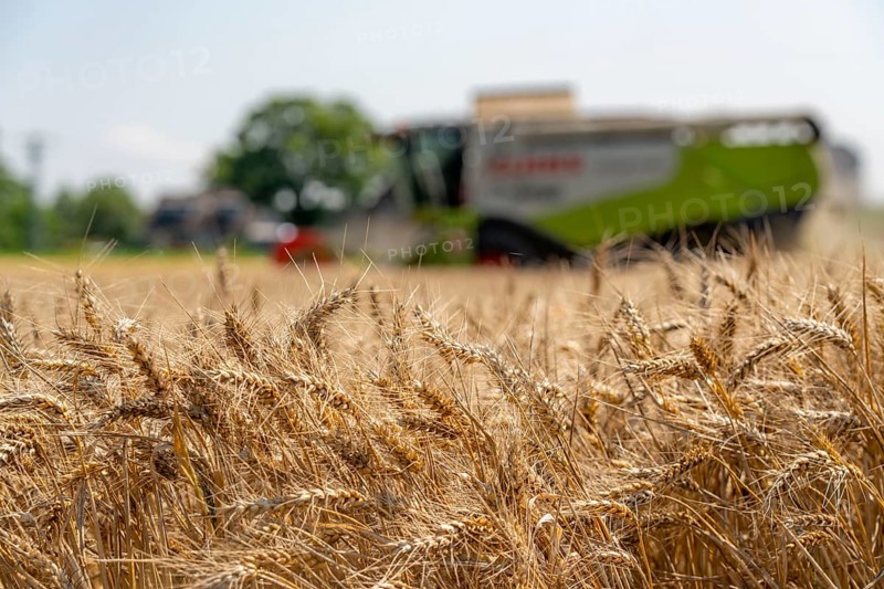 Agriculture, grain harvest, wheat, combine harvester harvesting in a wheat field, near Niederkrüchten, North Rhine-Westphalia, Germany, Europe