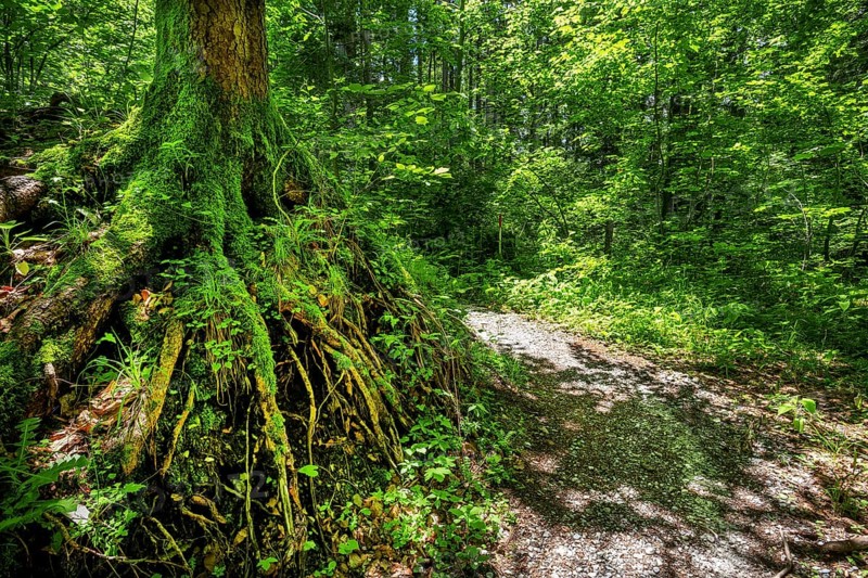 Hiking trail, forest path with gnarled tree roots, Ohlstadt, Loisachtal, Das Blaue Land, Upper Bavaria, Bavaria, Germany, Europe