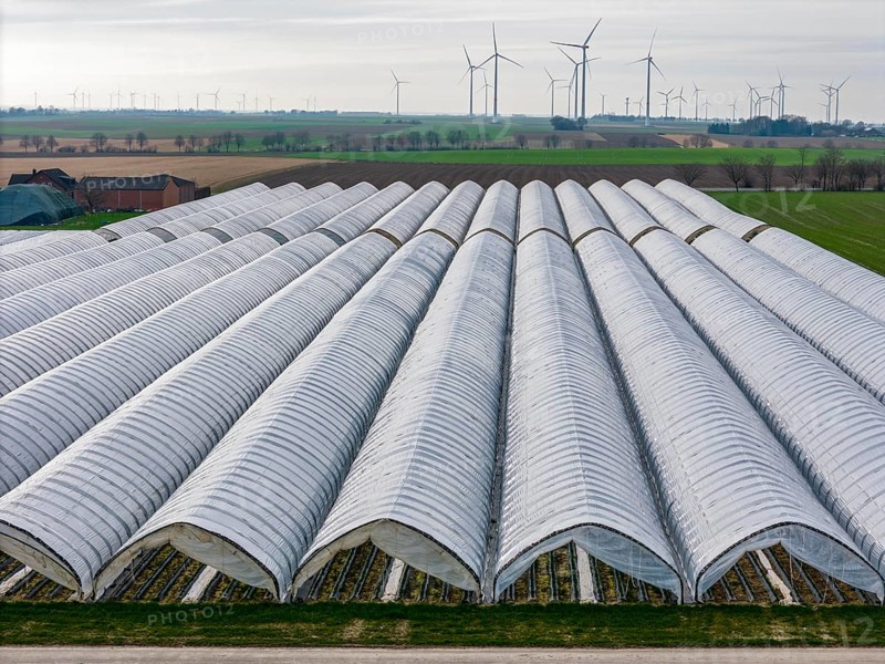 Open field strawberry cultivation in a foil greenhouse, young strawberry plants growing, near Erkelenz Rhineland, North Rhine-Westphalia, Germany, Europe