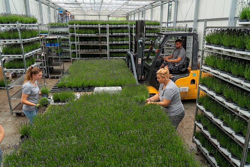 Horticultural business, lavender plants, in flower pots, outdoors, are packed to make them ready for sale, North Rhine-Westphalia, Germany, Europe