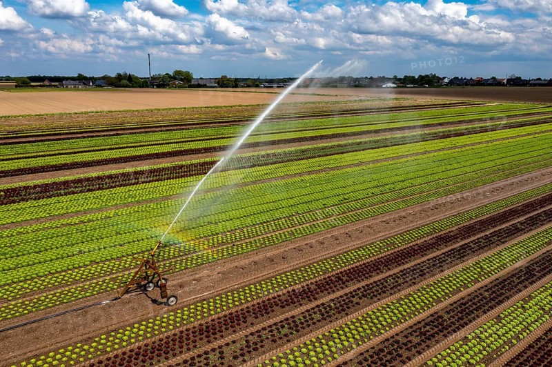 A field is artificially irrigated, water is sprayed onto the field via an irrigation system, field with different lettuce plants, in different stages of growth, North Rhine-Westphalia, Germany, Europe