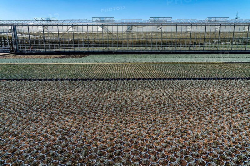 Horticultural business, greenhouse and open-air, various types of potted plants are grown here to be sold in flower shops, supermarkets, DIY stores, garden centres, North Rhine-Westphalia, Germany, Europe