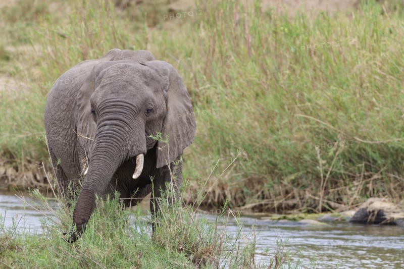 African bush elephant (Loxodonta africana), young adult male feeding on reeds in the bed of the Olifants River, Kruger National Park, South Africa, Africa