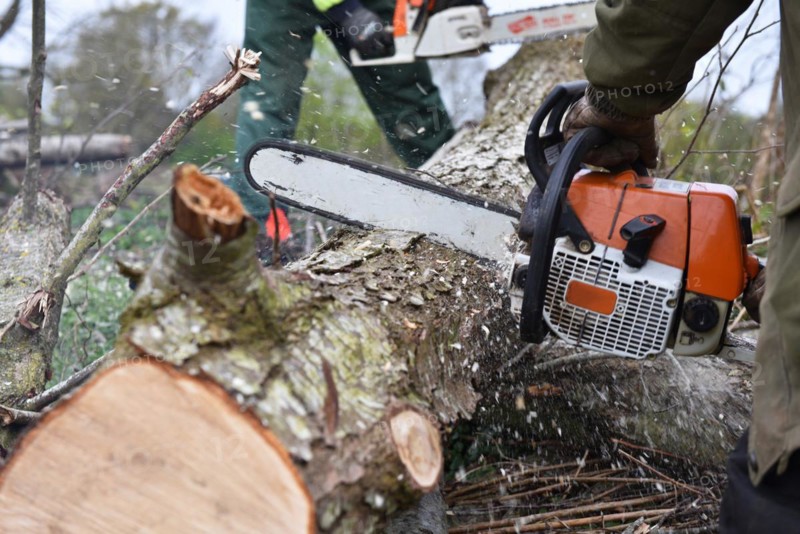 Worker cutting trees with a chainsaw, Germany, Europe