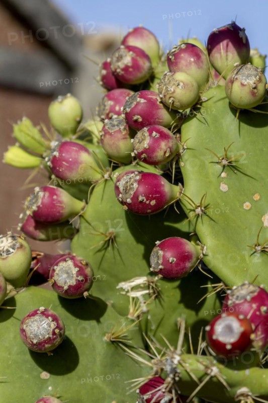 Cactus pear (Opuntia ficus-indica), Fuerteventura, Canary Island, Spain, Europe