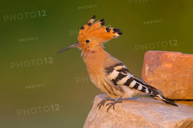 Hoopoe, (Upupa epops), on a perch, family Hoopoes, early raptors, Hides de El Taray / Lesser Kestrel Hide, Villafranca de los Caballeros, Castilla La Mancha / Toledo, Spain, Europe