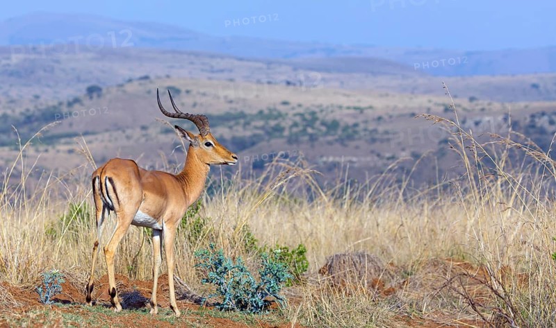 Impala, black heeler antelope, (Aepyceros melampus), antelope, Ithala Game Reserve, Louwsburg, KwaZulu-Natal, South Africa, Africa