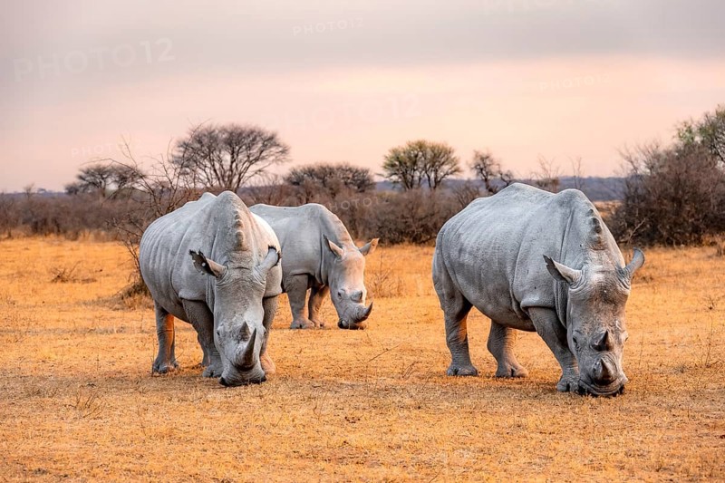 Southern white rhinoceros (Ceratotherium simum simum), three rhinos at sunset, Khama Rhino Sanctuary, Serowe, Botswana, Africa