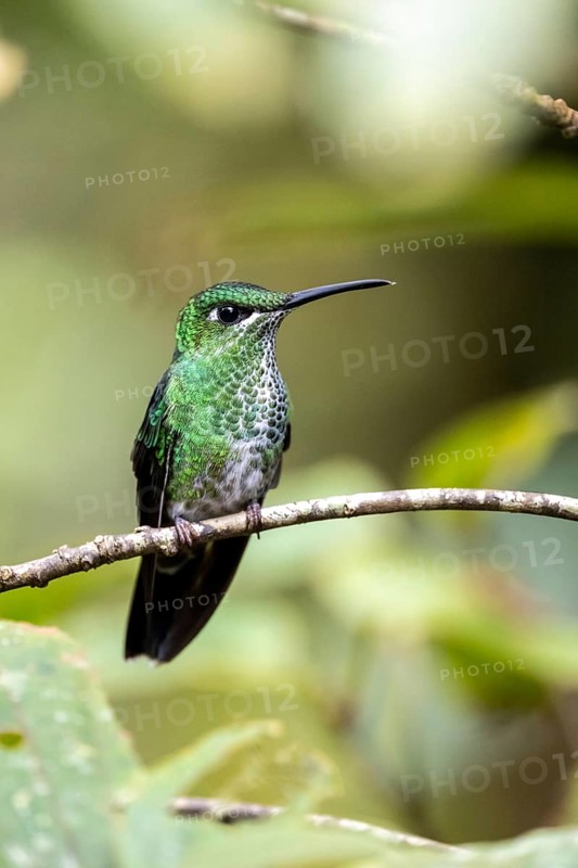 Green-crowned brilliant (Heliodoxa jacula), adult female sitting on a branch, Monteverde Cloud Forest, Monte Verde, Costa Rica, Central America