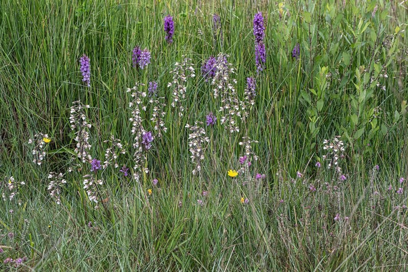 Marsh helleborine (Epipactis palustris) and Southern marsh orchid (Dactylorhiza praetermissa), Emsland, Lower Saxony, Germany, Europe