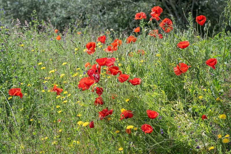 Poppy flower (Papaver Rhoeas) and cornflower (Centaurea cyanea), Mecklenburg-Vorpommern, Germany, Europe