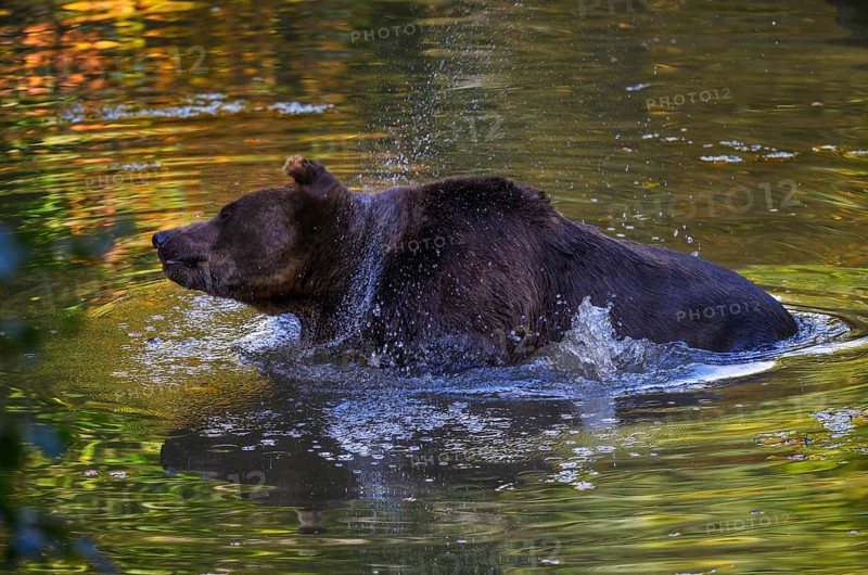 European brown bear (Ursus arctos), captive, Neuschönau enclosure, Bavarian Forest National Park, occurrence in Europe and Asia