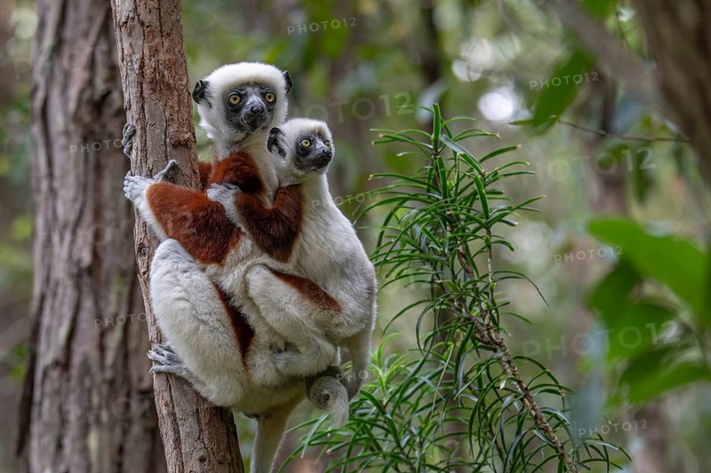 Coquerell Sifaka with juvenile (Propithecus coquerelli) in the forests of Ankarafantsika National Park West Madagascar