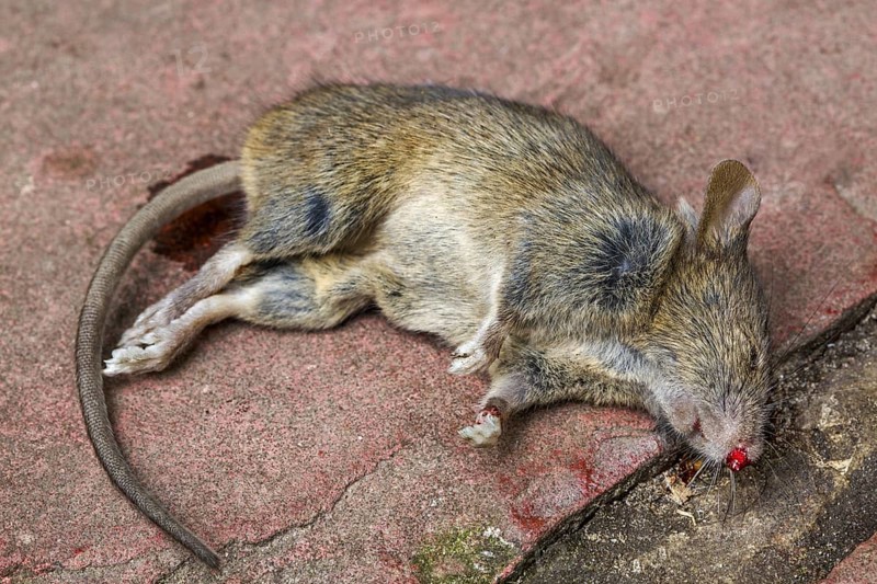 Close up of dead juvenile brown rat (Rattus norvegicus)