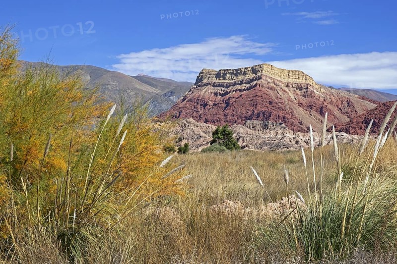 Pampas grass and La Falda, colourful rock formation in the Quebrada de Humahuaca, narrow mountain valley in the Jujuy Province, Argentina, South America