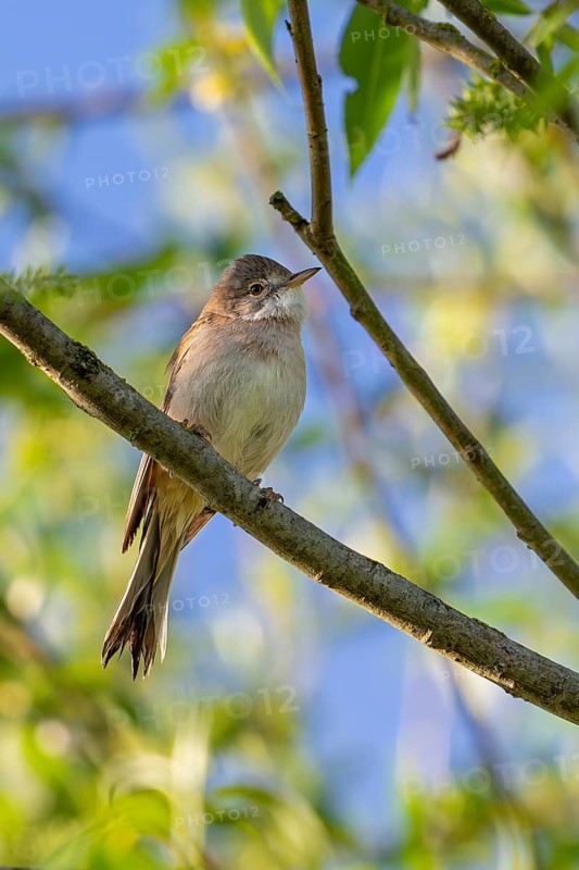 Common whitethroat, greater whitethroat (Curruca communis, Sylvia communis) perched in tree in spring