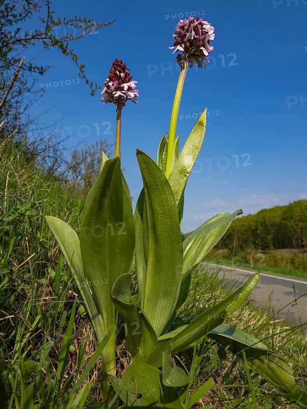 Lady Orchid (Orchis purpurea), two plants in flower, growing on the side of a country road, Hesse, Germany, Europe