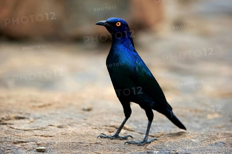 Red-shouldered Glossy Starling (Lamprotornis nitens), adult, foraging, alert, Mountain Zebra National Park, South Africa, Africa