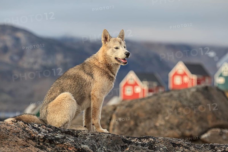 Greenland dog, husky sitting on rocks in front of houses, Tasiilaq, East Greenland, Greenland, North America