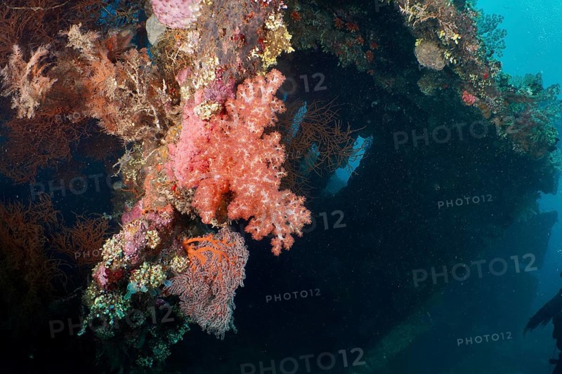 A shipwreck overgrown with colourful corals reveals the beauty of the underwater world, dive site wreck of the USAT Liberty, Tulamben, Bali, Indonesia, Asia