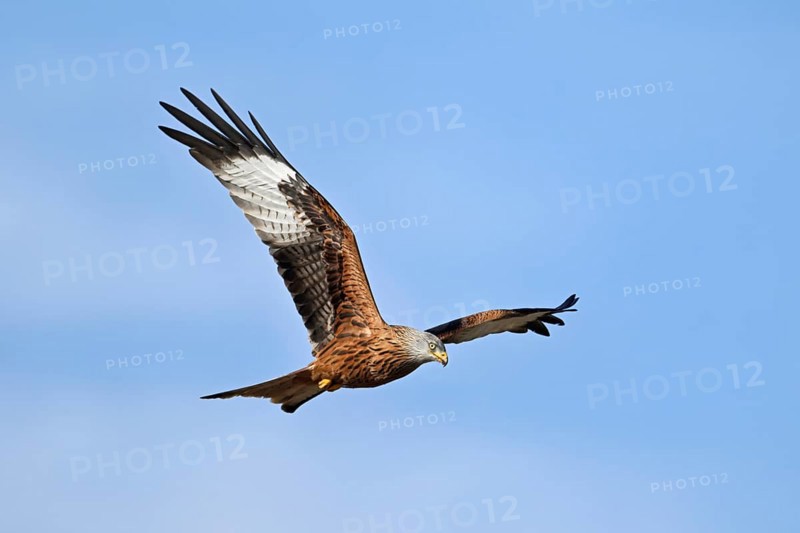Red Kite, Red Kite, Montagu's Harrier, Montagu's Harrier (Milvus milvus), in flight, Canton Aargau, Switzerland, Europe