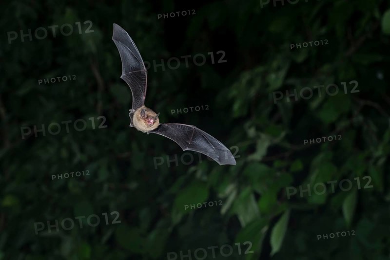Common pipistrelle (Pipistrellus pipistrellus) hunting insects in front of deciduous forest, Brandenburg, Germany, Europe
