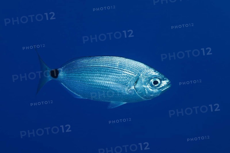 Banded seabream (Oblada melanura) in the Mediterranean Sea near Hyères, monochrome blue background, releasable. Dive site marine reserve Port Cros, Côte d'Azur, France, Europe