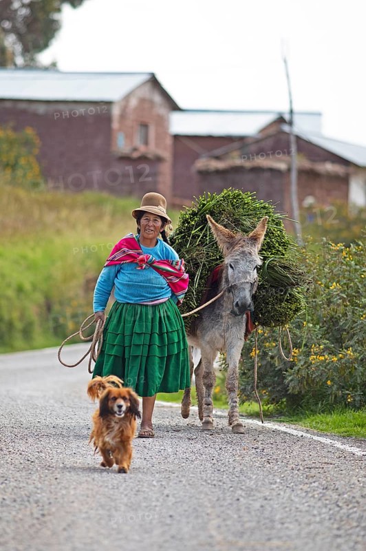 Peruvian woman in traditional dress with dog and donkey, Chuicuito peninsula on Lake Titicaca, Puno province, Peru, South America