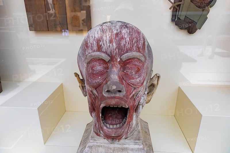 Founded in 1912, the Deutsches Hygiene-Museum is a museum in Dresden. It sees itself as a public forum for science, culture and society. Anatomical model of a muscular head from the 1920s