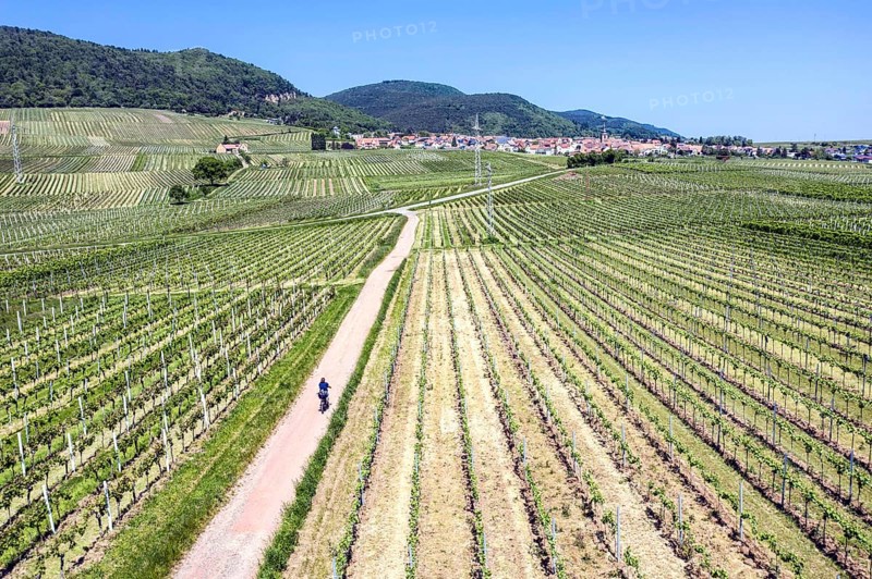 Aerial view cyclist riding through vineyards in the southern wine route, Frankweiler, 25 05 2023
