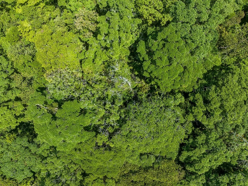 Top-Down, Rainforest, Osa Peninsula, Punterenas Province, Costa Rica, Central America