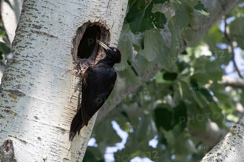 Black woodpecker (Dryocopus martius) in front of nesting cavity, Austria, Upper Austria, Europe