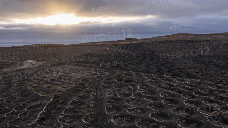 Grapevines growing in black volcanic soil in protected enclosed pits, La Geria, Lanzarote, Canary Islands, Spain, Europe