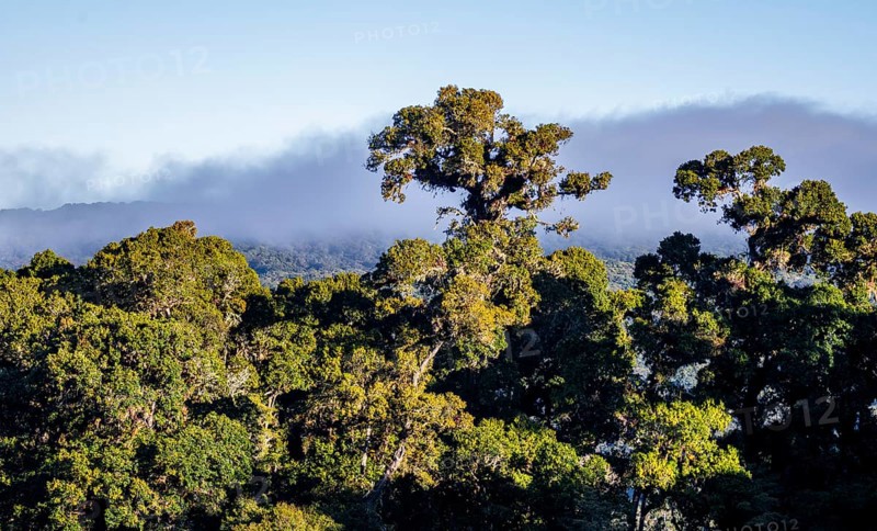 Tree in the cloud forest, mountain rainforest, Parque Nacional Los Quetzales, Costa Rica, Central America