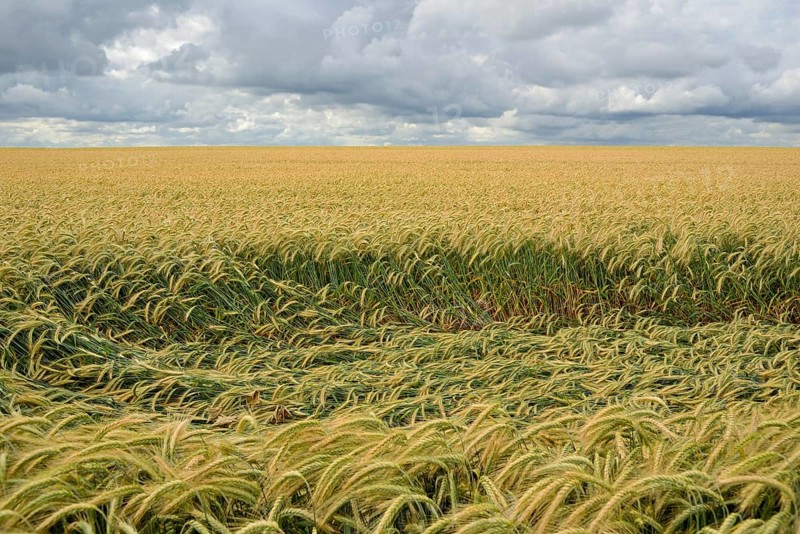 Cereal field, downed barley (Hordeum vulgare) after storm, crop failure, North Rhine-Westphalia, Germany, Europe