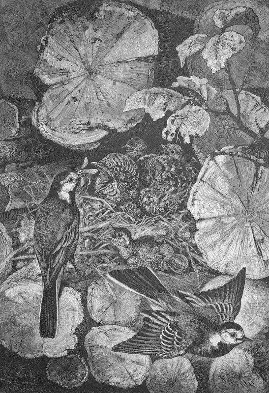 Young cuckoo in the nest of a white wagtail, Cuckoo, Cuculus canorus, White wagtail, Motacilla alba, Historical, digitally restored reproduction from a 19th century original, Record date not stated