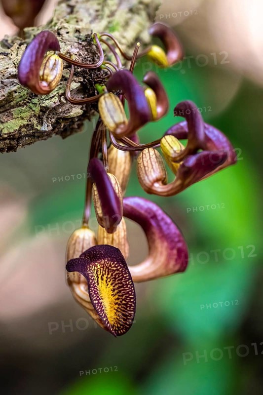 Yellow and purple flowers of an Aristolochia leuconeura, climbing plant, Carara National Park, Tarcoles, Puntarenas Province, Costa Rica, Central America